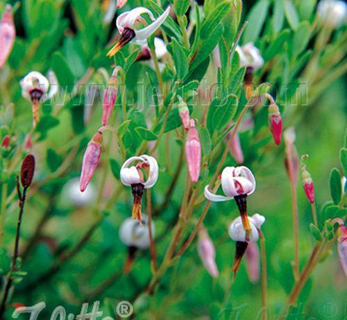 Vaccinium macrocarpon CRANBERRY