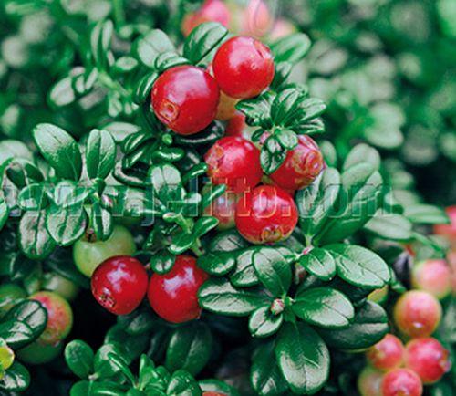 Vaccinium vitis-idaea (rode bosbes)(vossebes)