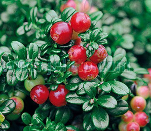 Vaccinium vitis-idaea rode bosbes