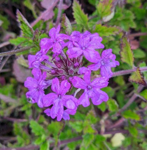 Verbena can. 'Homestead Puple'