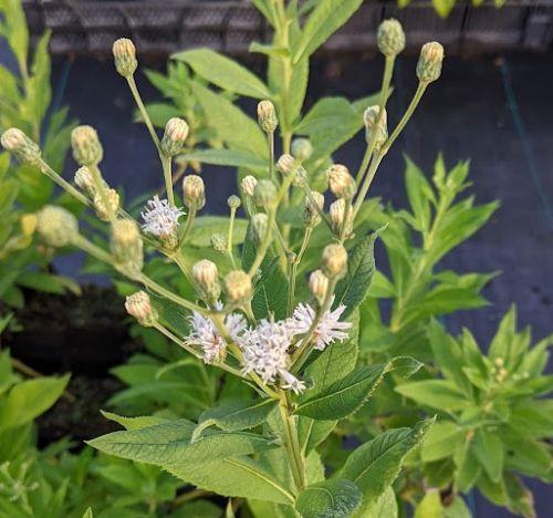 Vernonia noveboracensis 'White Lightning'