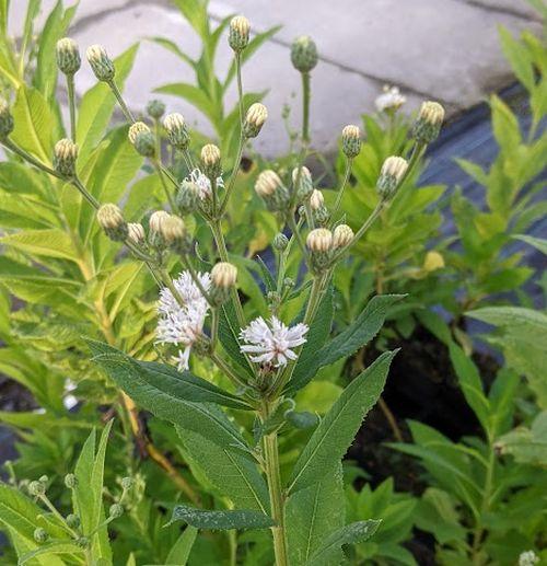 Vernonia noveboracensis 'White Lightning'