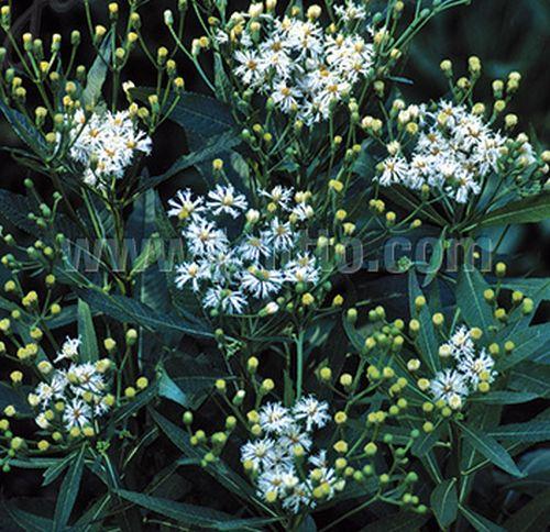 Vernonia noveboracensis 'White Lightning'