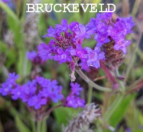 Verbena rigida