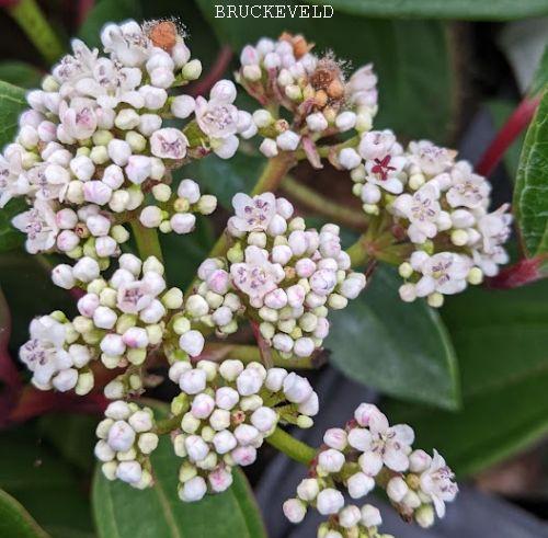 Viburnum davidii