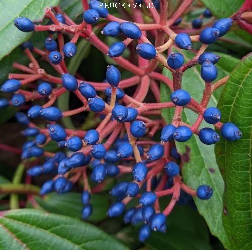 Viburnum davidii