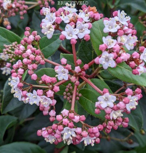 Viburnum tinus 'Gwenllian'