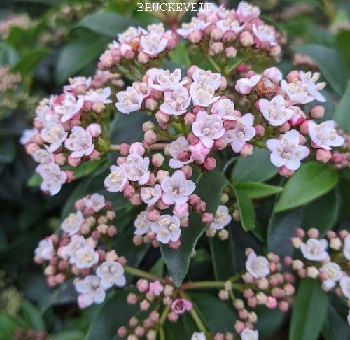 Viburnum tinus