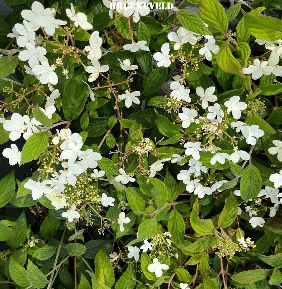 Viburnum plicatum Watanabe'