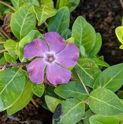 Vinca minor 'Atropurpurea'