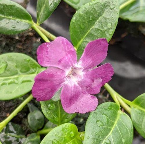 Vinca minor 'Atropurpurea'