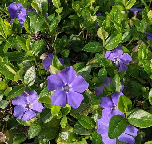 Vinca minor