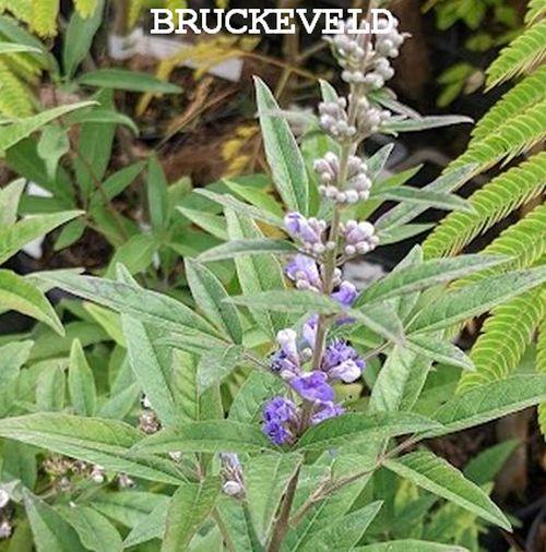 Vitex agnus-castus